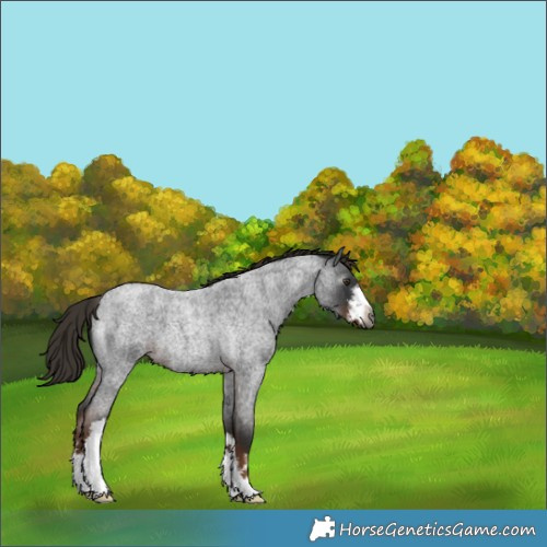 Horse Color:Gray White Spotted Liver Red Roan