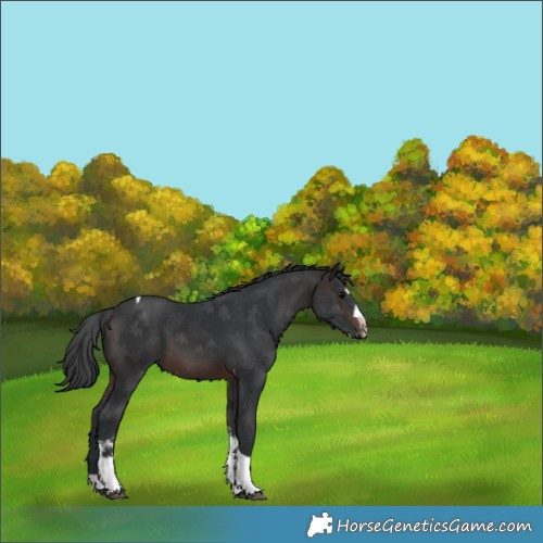 Horse Color:Brown Splash Tobiano Rabicano 