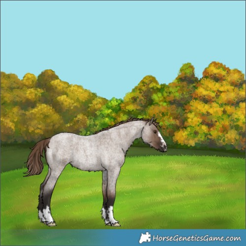 Horse Color:Liver Red Dun Roan Rabicano