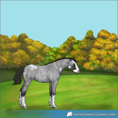 Horse Color:Gray Liver Red Roan Splash Rabicano