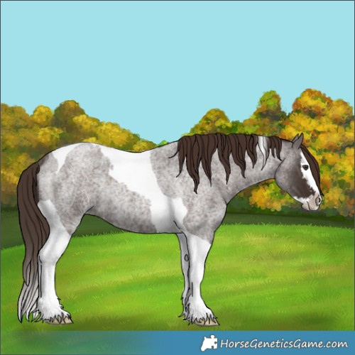 Horse Color:Liver Red Roan Splash Tobiano Rabicano 
