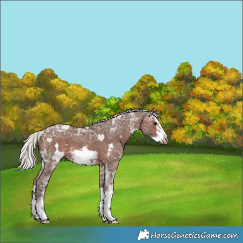 Horse Color:Silver Brown Ice Sabino Splash Frame 