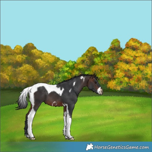 Horse Color:Brown Tobiano Frame