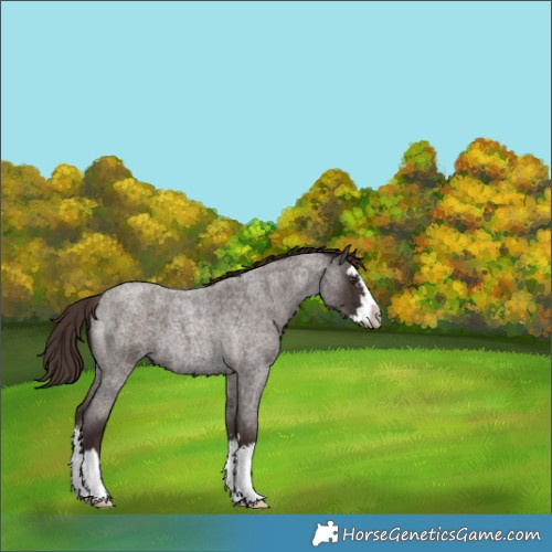 Horse Color:Liver Red Roan Splash