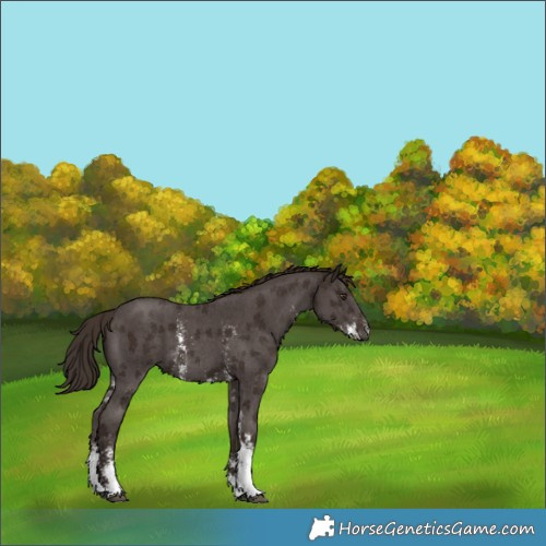 Horse Color:Liver Chestnut Sabino 