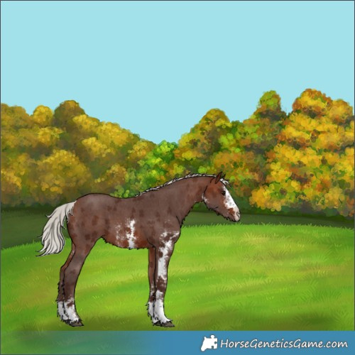 Horse Color:Silver Bay Sabino 