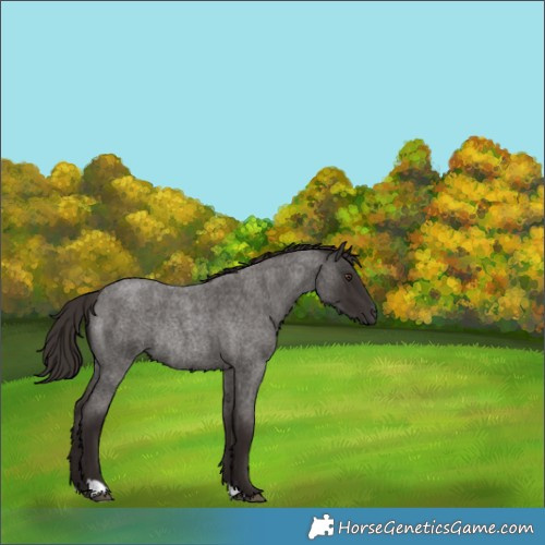 Horse Color:Liver Red Roan Rabicano 