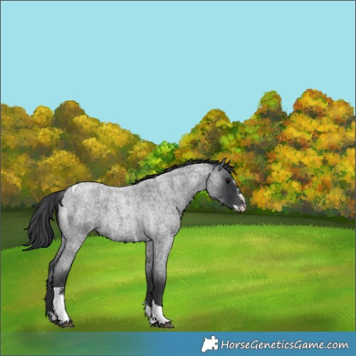 Horse Color:Blue Roan Splash Tobiano Rabicano 