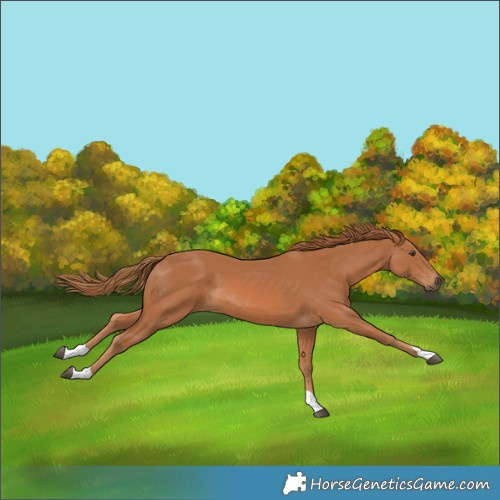 Horse Color:Unknown 