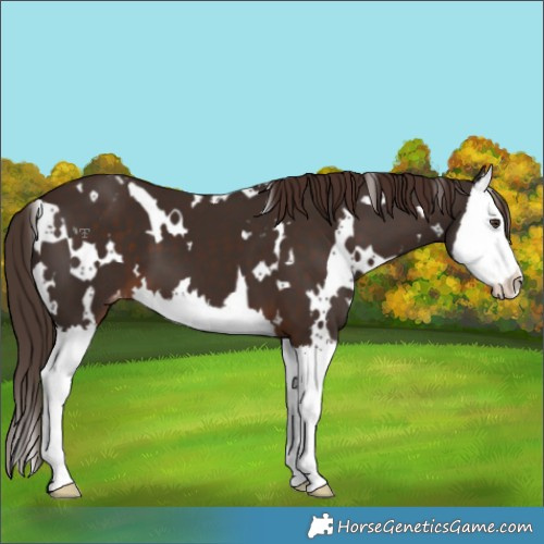 Horse Color:White Spotted Liver Chestnut Splash Varnish
