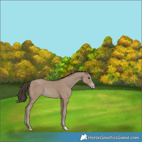 Horse Color:Classic Champagne Rabicano 