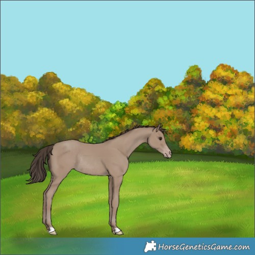 Horse Color:Classic Champagne Rabicano 