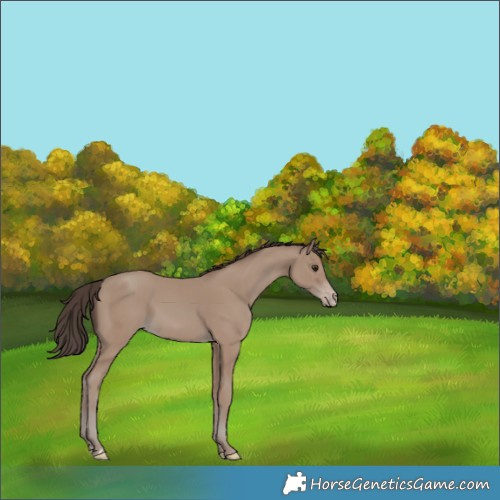 Horse Color:Classic Champagne Rabicano 