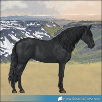 Horse Color:Black 