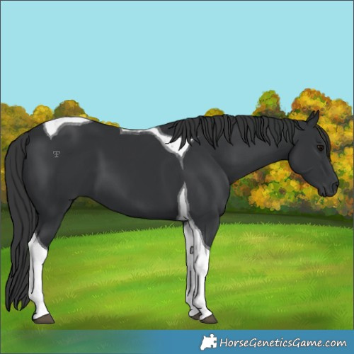 Horse Color:Black Tobiano 