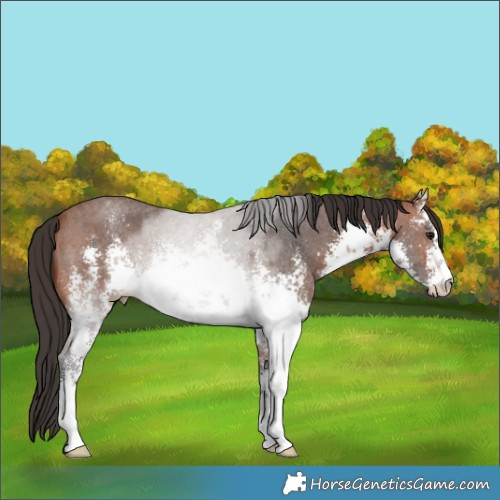 Horse Color:White Spotted Bay Sabino