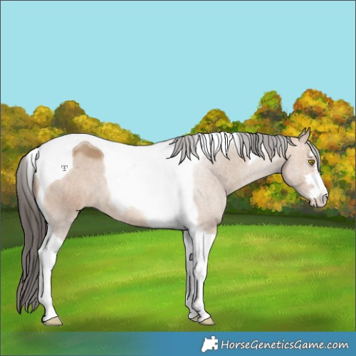 Horse Color:Amber Champagne Tobiano 