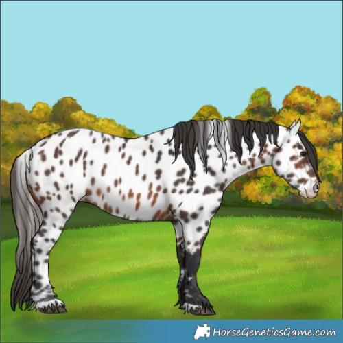 Horse Color:Brown Near Leopard 