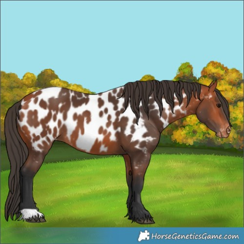Horse Color:Bay Near Leopard