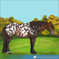 Horse Color:Brown Near Leopard