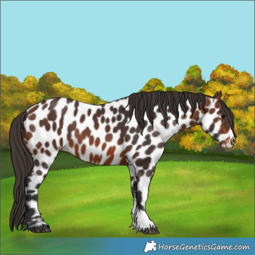 Horse Color:Brown Near Leopard