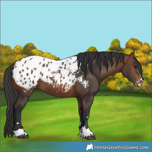 Horse Color:Brown Blanket