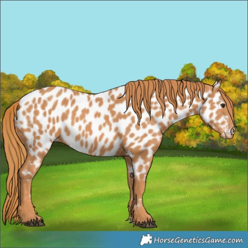 Horse Color:Chestnut Appaloosa 
