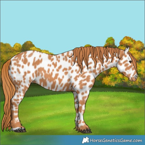 Horse Color:Chestnut Appaloosa 