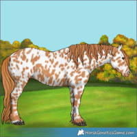 Horse Color:Chestnut Appaloosa