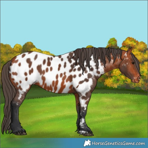 Horse Color:Bay Appaloosa