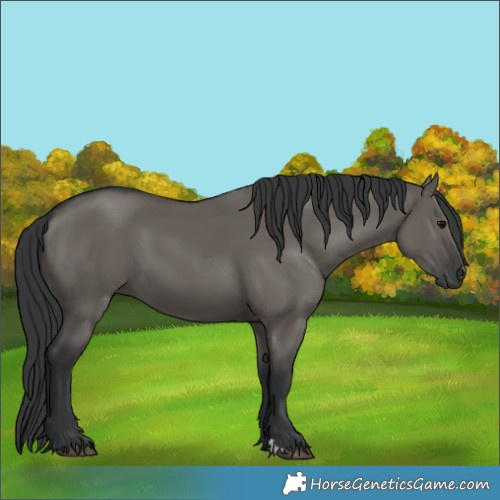 Horse Color:Grullo Rabicano