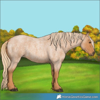 Horse Color:Red Roan