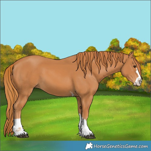 Horse Color:Unknown 