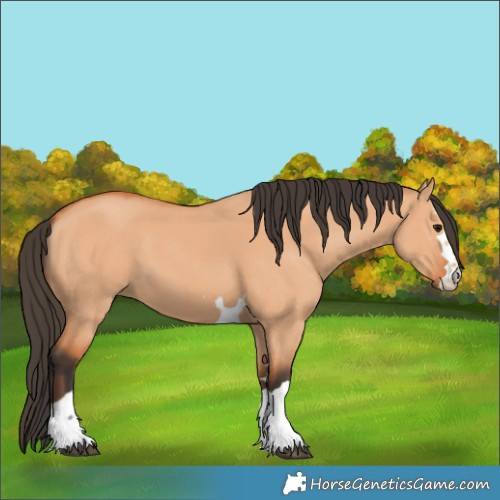 Horse Color:Unknown 