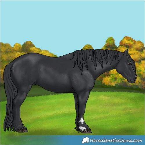 Horse Color:Black 