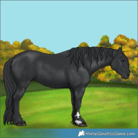 Horse Color:Black 