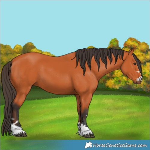 Horse Color:Unknown 