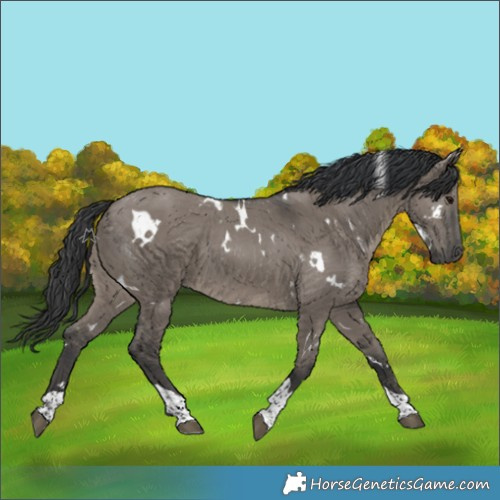 Horse Color:White Spotted Grullo Tobiano 