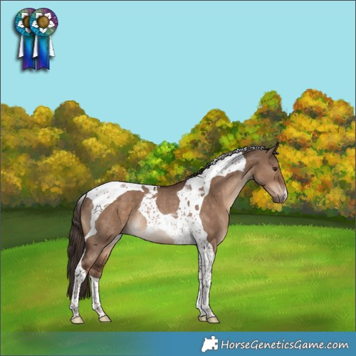 Horse Color:Liver Red Dun Tobiano Rabicano 