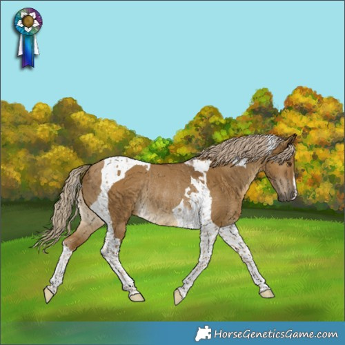 Horse Color:Chocolate Palomino Dun Tobiano Rabicano