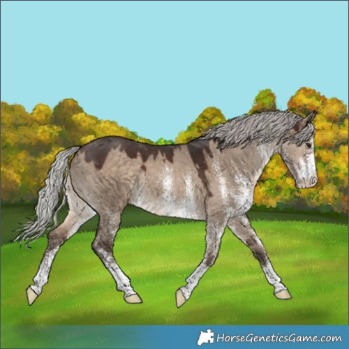 Horse Color:White Spotted Silver Brown Dun 
