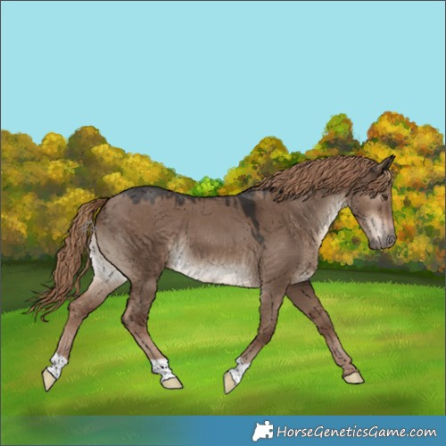Horse Color:Liver Red Dun 
