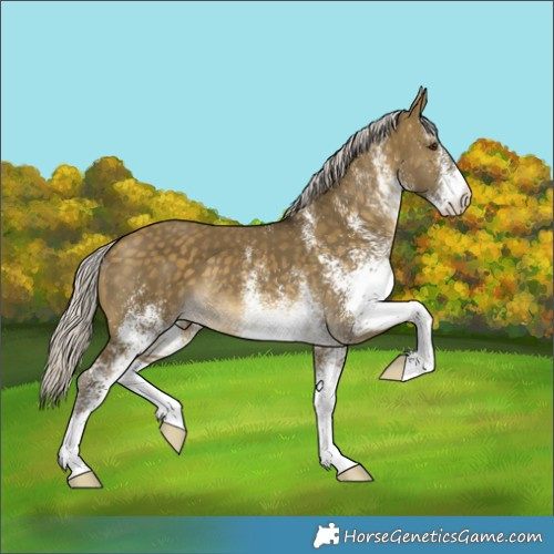 Horse Color:White Spotted Silver Buckskin Dun