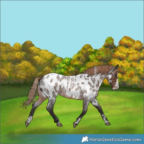 Horse Color:Powder White Liver Red Roan Splash Skewed LP Spotted 