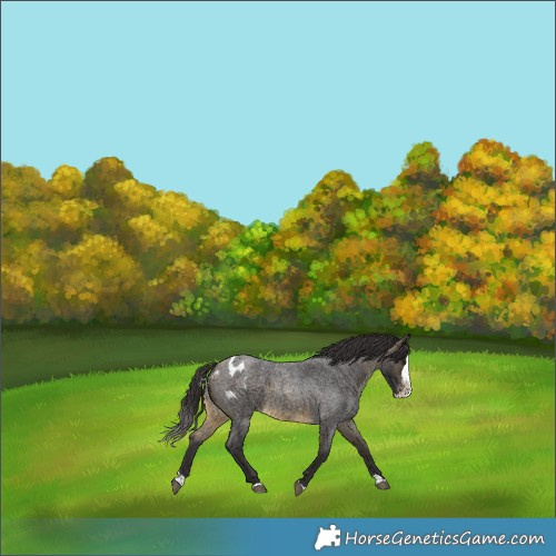 Horse Color:Buckskin Roan Splash Skewed LP Spotted Rabicano