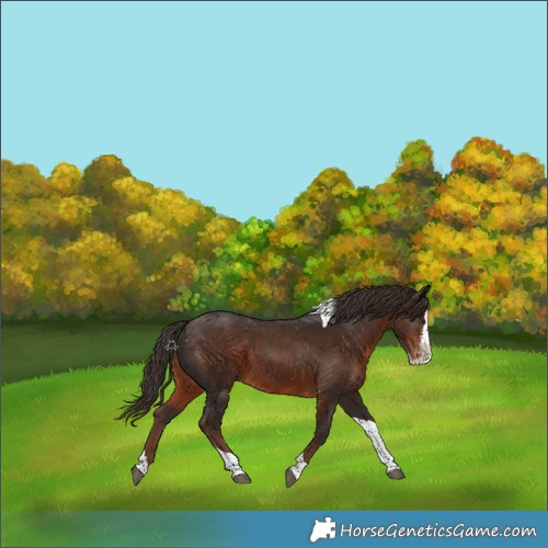 Horse Color:Liver Chestnut Splash Tobiano Skewed LP Spotted 