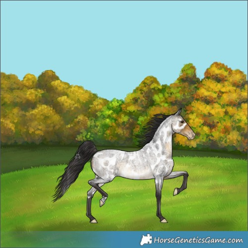 Horse Color:Buckskin Roan Skewed LP Spotted 