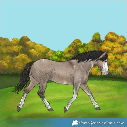 Horse Color:White Spotted Brown Dun Tobiano Rabicano
