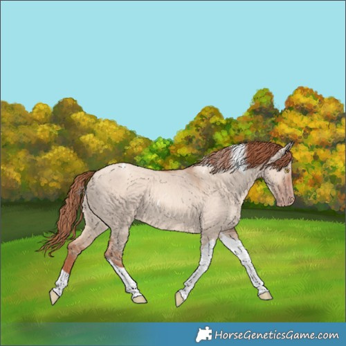 Horse Color:Gold Champagne Dun Tobiano 