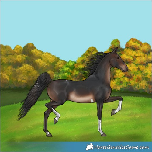 Horse Color:Brown Tobiano Rabicano